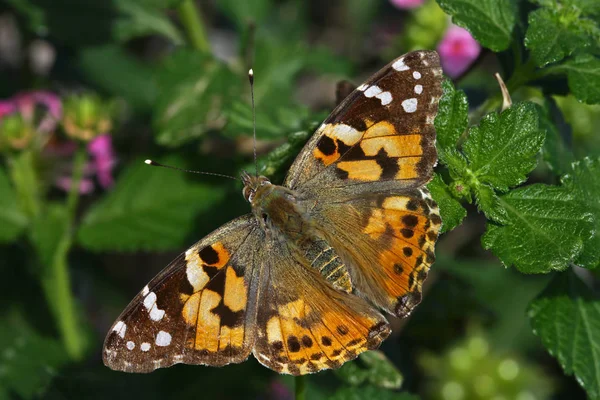 Borboleta Espinhosa Dormindo Planta Vanessa Cardui — Fotografia de Stock