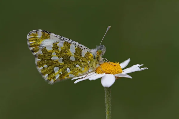 Motyl Historii Gór Euloe Ausonia — Zdjęcie stockowe