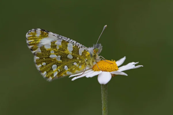 História Montanha Borboleta Euchloe Ausonia — Fotografia de Stock