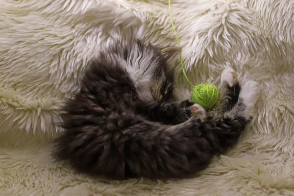 Süße Kleine Katze Schwarz Weiße Farbe — Stockfoto