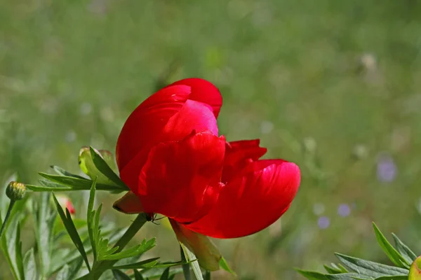 Flor Peônia Selvagem Paeonia — Fotografia de Stock