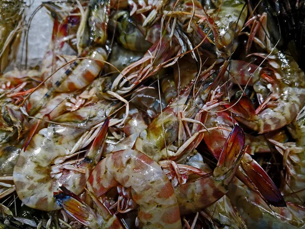 Karides; Atya Gabonensis; Pleocyemat to