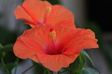 turuncu gül (Hibiscus rosa-sinensis)