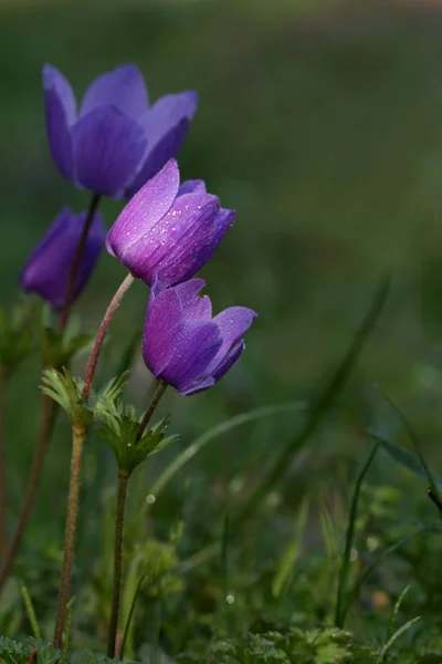 Anêmona Lilás Colorido Anemone Coronaria — Fotografia de Stock