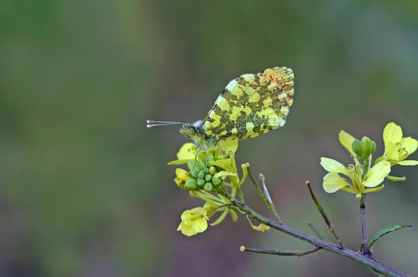 Borboleta Damona Ornamentada Anthocharis Damone — Fotografia de Stock