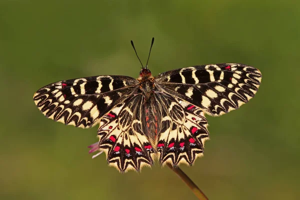 Borboleta Vieira Sul Zerynthia Polyxena — Fotografia de Stock