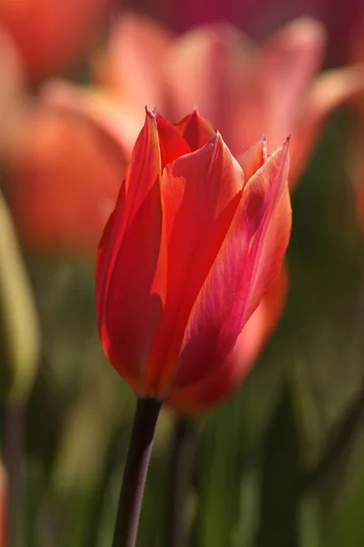 Цветные Тюльпаны Стамбула Парка Эмирган — стоковое фото