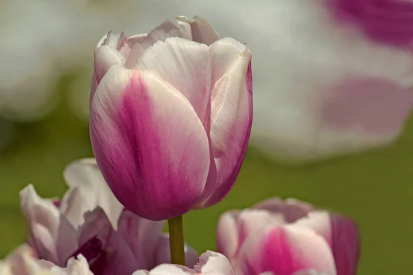 Tulipas Coloridas Parque Istambul Emirgan — Fotografia de Stock