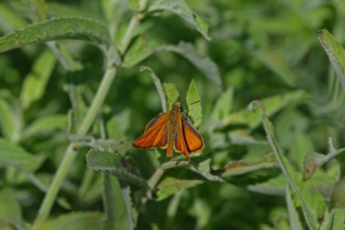 jump with yellow antenna; Thymelicus sylvestris