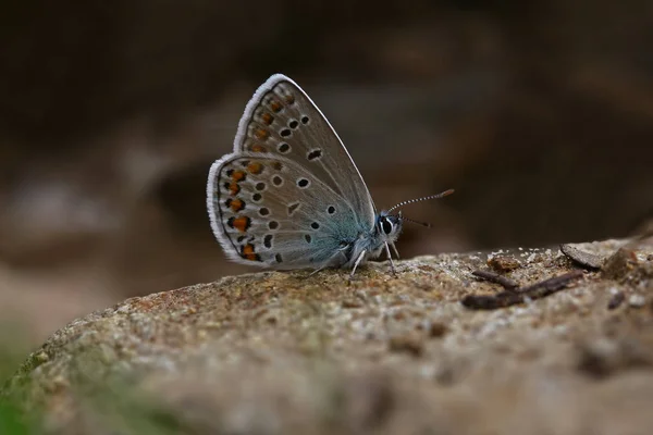 Анатолійський Коричневоокий Метелик Модуль Плебею — стокове фото