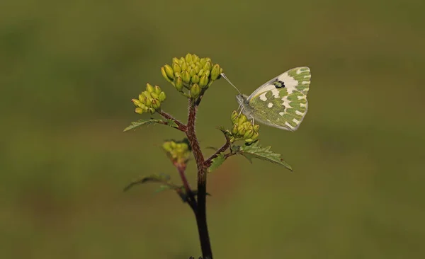 Nouvel Ange Tacheté Pontia Edusa — Photo