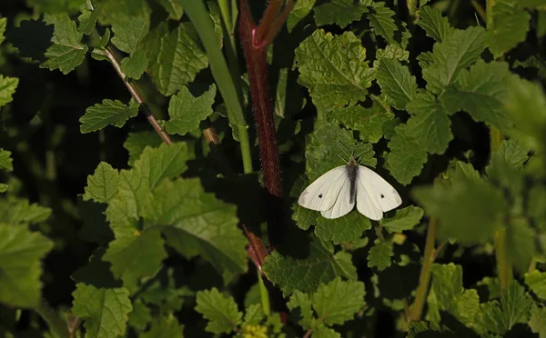 Little White Angel Pieris Rapae — Stock Fotó