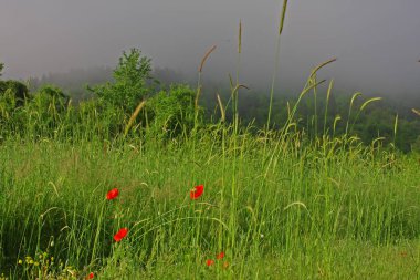 Turkey - Kastamonu 30.05.2011 ( pnarba district / photos taken in the mountains of the sphere )