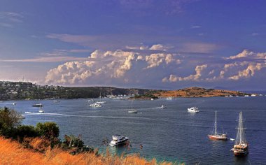 Chervil plant and boats in Turkey / Bodrum / Turkbuku bay.