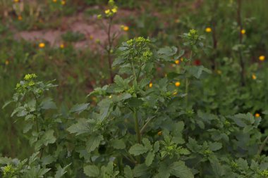 Mustard grass ; Sinapis arvensis L.