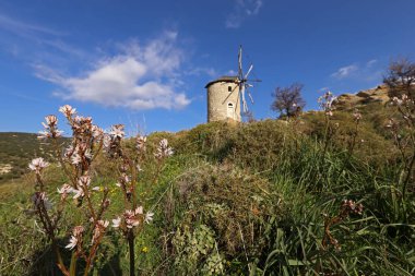 gingrass; Asphodelus and old mill in background