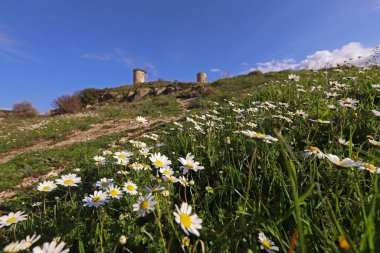 Arka planda papatya çayı (papatya çayı) ve eski değirmen