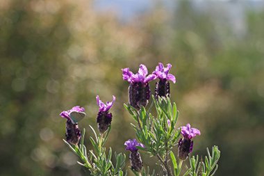 Black-headed grass; Lavandula stoechas