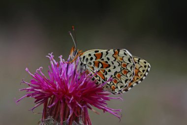 large spotted iparhan; Melitaea phoebe