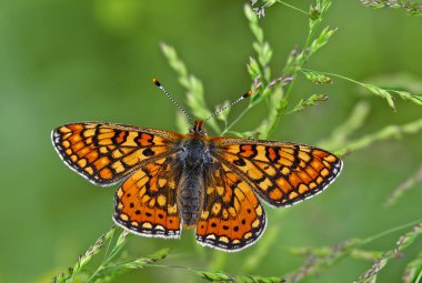 nasugum butterfly ; Euphydryas aurinia