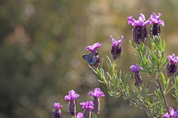 Capim Cabeça Preta Estacas Lavandula — Fotografia de Stock