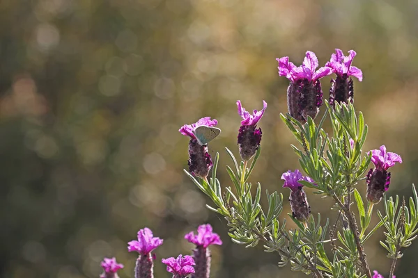 Capim Cabeça Preta Estacas Lavandula — Fotografia de Stock