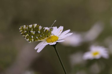 Mountain dead butterfly; Euchloe ausonia