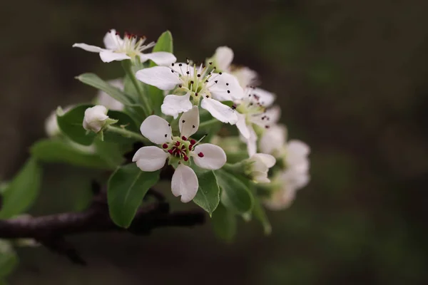 Flores Peras Pyrus Communis — Fotografia de Stock