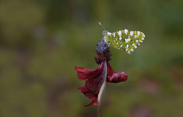 Papillon Mort Des Montagnes Euchloe Ausonia — Photo