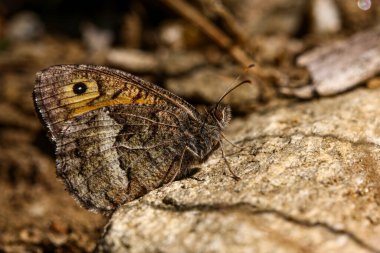 Güney kızıl meleği; Hipparchia aristaeus
