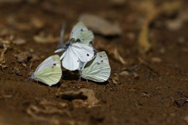 sahte beyaz melek; Pieris pseudorapae