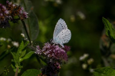 Kutsal mavi kelebek; Celastrina argiolus