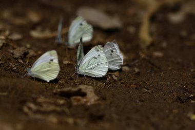 sahte beyaz melek; Pieris pseudorapae