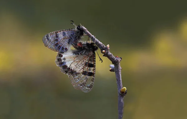 False Apollo Butterfly Archon Apollinus — Stock Photo, Image