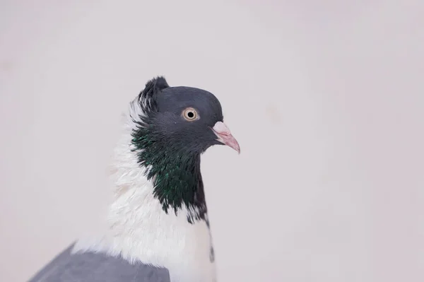 Cute Bird Pigeon Columbiformes — Stock Photo, Image