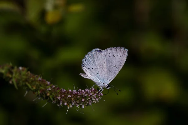 Papillon Bleu Sacré Celastrina Argiolus — Photo