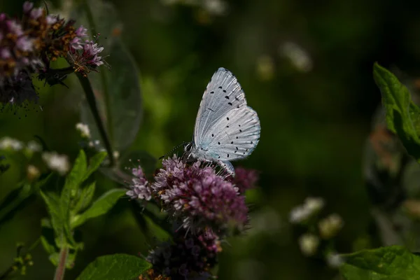 Farfalla Azzurra Sacra Celastrina Argiolus — Foto Stock