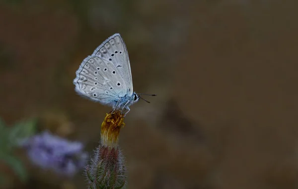 Papillon Dafnis Polyommatus Daphnis — Photo