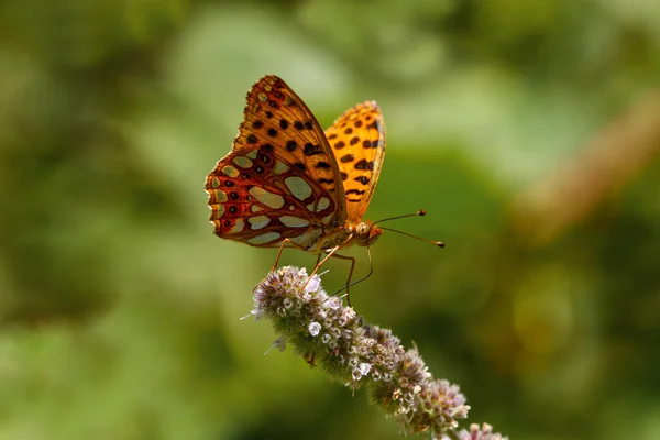 Rainha Espanhola Borboleta Rainha Espanha Fritilário — Fotografia de Stock