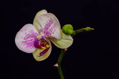 lilac colored Orchid flower; Phalaenopsis sp.