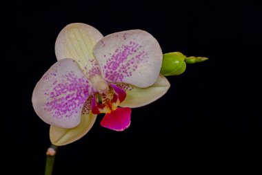 lilac colored Orchid flower; Phalaenopsis sp.