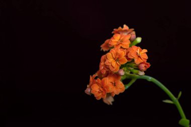 turuncu kiraz çiçeği; kalanchoe çiçekleri 