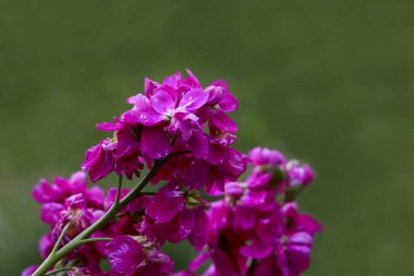 sebboy cicegi; Erysimum, Matthiola
