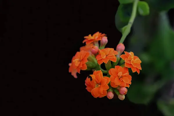 Flor Cerezo Color Naranja Flores Calanchoa —  Fotos de Stock