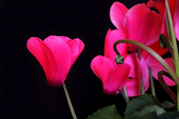 Flor Ciclamen Cyclamen Trochopteranthum —  Fotos de Stock