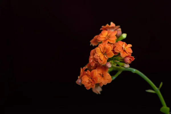 Flor Cerezo Color Naranja Flores Calanchoa —  Fotos de Stock