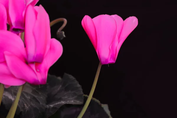 Flor Ciclamen Cyclamen Trochopteranthum — Foto de Stock