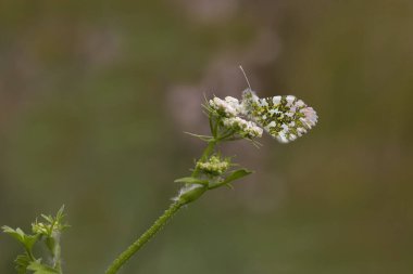 Turuncu Süsleme; Anthocharis Kakuminleri