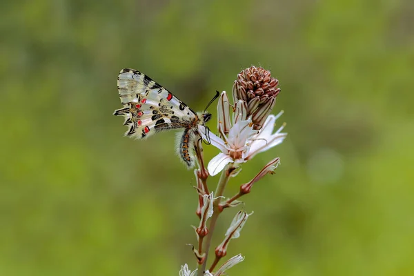 Bosque Festoon Zerynthia Cerisyi — Foto de Stock