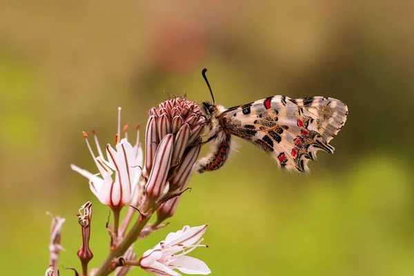 Floresta Festoon Zerynthia Cerisyi — Fotografia de Stock